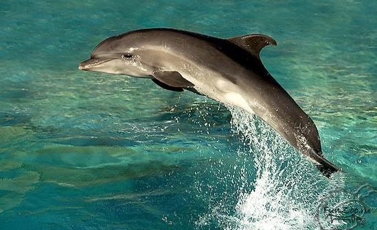 Николаевгосрыбоохрана спасла дельфина, заплывшего в Днепро-бугский лиман