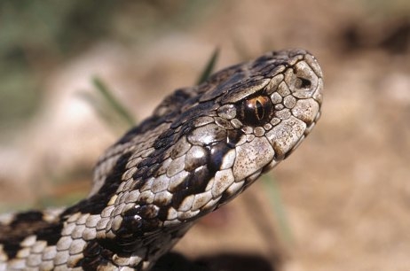 Во Львовской области от укуса змеи умер 4-летний ребенок - не было сыворотки