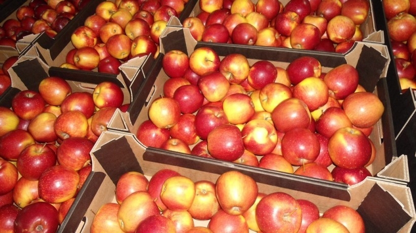 Украинский рынок яблок за 5 лет сократился на 27%