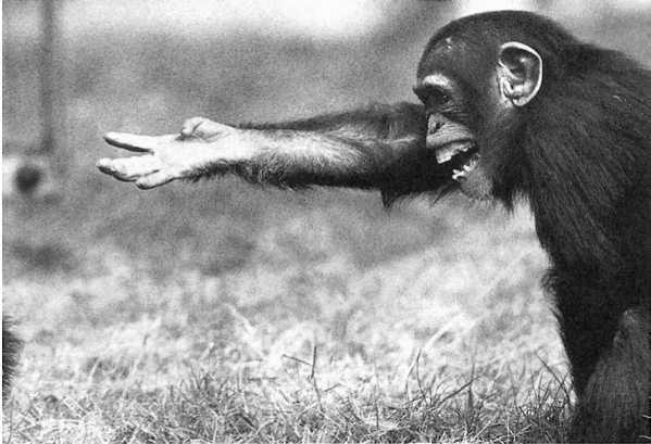 Ученые посоветовали политикам учиться у обезьян, чтобы стать лидерами