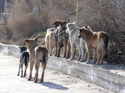 С начала года 19 николаевцев госпитализированы с укусами бездомных собак