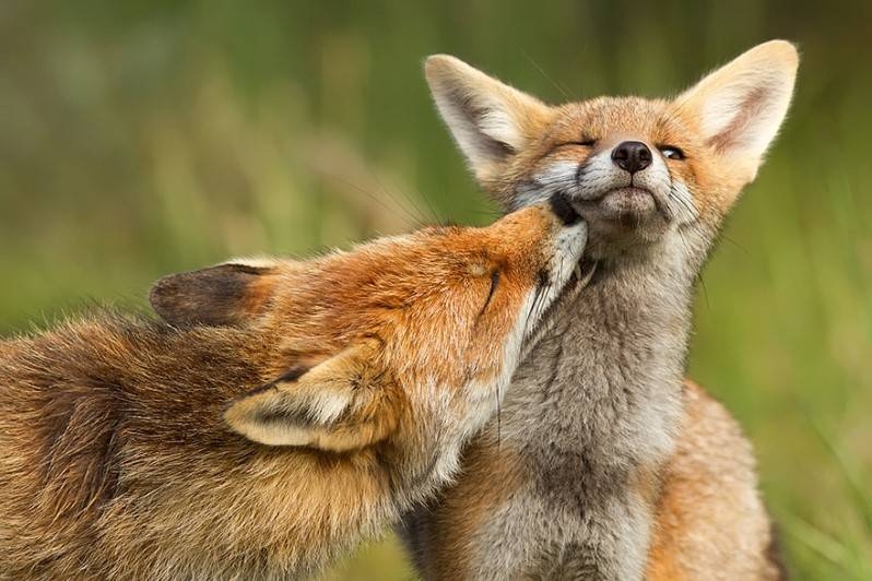  В "Николаевском зоопарке" открыли новый вольер для лисиц