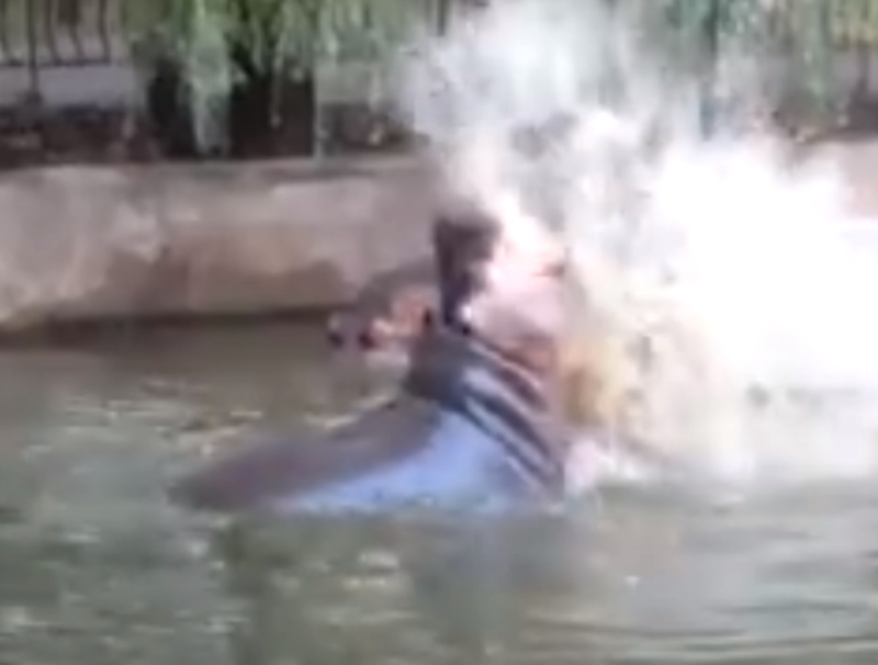В Николаевском зоопарке показали акробатические трюки бегемотихи Рикки. ВИДЕО