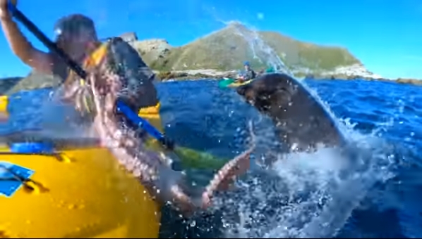 В мире животных: тюлень ударил по лицу байдарочника осьминогом. ВИДЕО