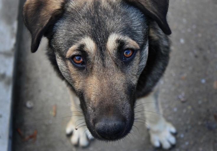 В центре Николаева нашли труп собаки, у которой шея была обмотана скакалкой. ФОТО 18+
