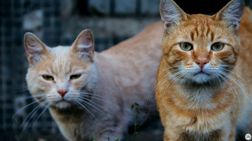 В Николаеве просят признать уличных котов «полноправными жителями города»