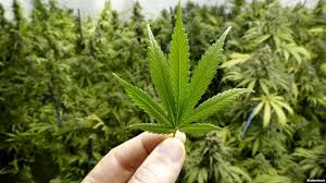 В Канаде в первый день легалайза продали марихуаны на миллионы долларов