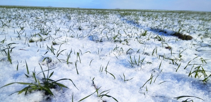 Аграрии засеяли 95% прогнозируемой площади под озимые зерновые - Минагро