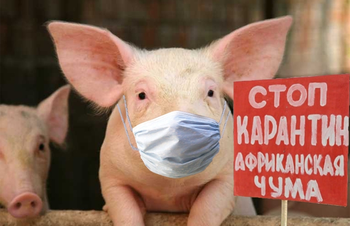На Николаевщине очередная вспышка африканской чумы свиней - введен карантин