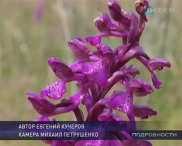Поле дикорастущих орхидей хотят засеять картошкой