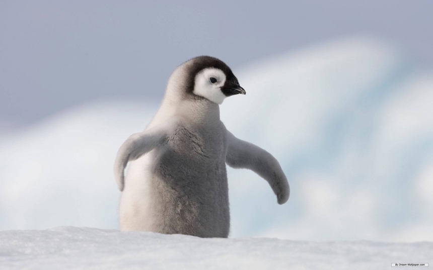 Украинские школьники вместе с учеными пересчитают пингвинов Антарктиды