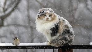 Синоптики рассказали, когда в Украине выпадет первый снег