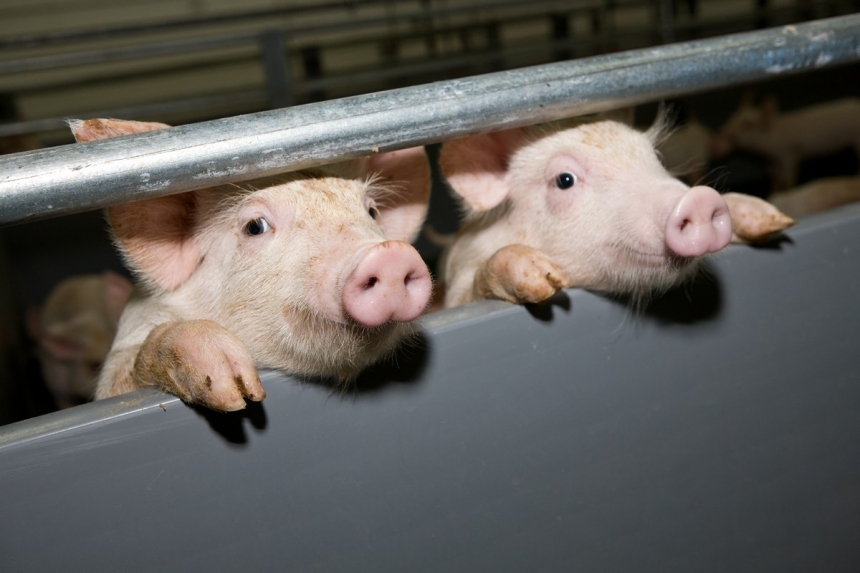 На Николаевщине снова зафиксирована вспышка африканской чумы свиней