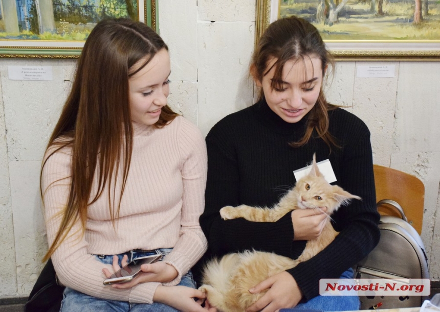 В Николаеве стартовал фестиваль кошек