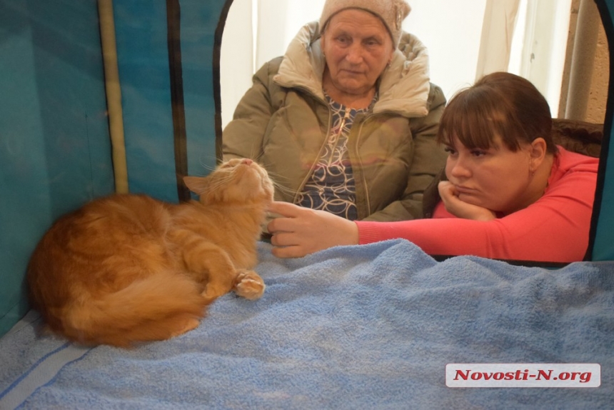 В Николаеве стартовал фестиваль кошек