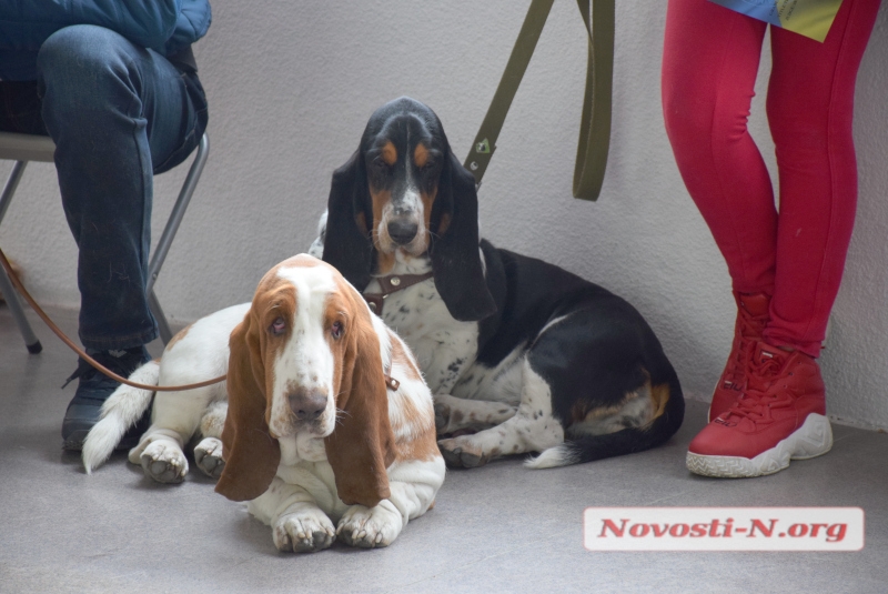 От мала до велика: в Николаеве собак собрали на международной выставке. ФОТОРЕПОРТАЖ