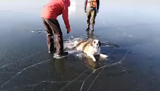 Появилось видео, как в Забайкалье спасли собаку, которая примерзла хвостом ко льду озера