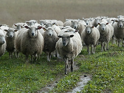 У очаковского фермера увели 12 овец