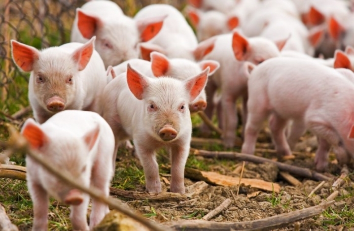 Из-за туристов, птиц и грызунов поголовье свиней на Николаевщине сократилось почти на 40%