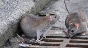 Центр Киева оккупировали крысы, грызуны стали частыми «посетителями» ресторанов. ВИДЕО
