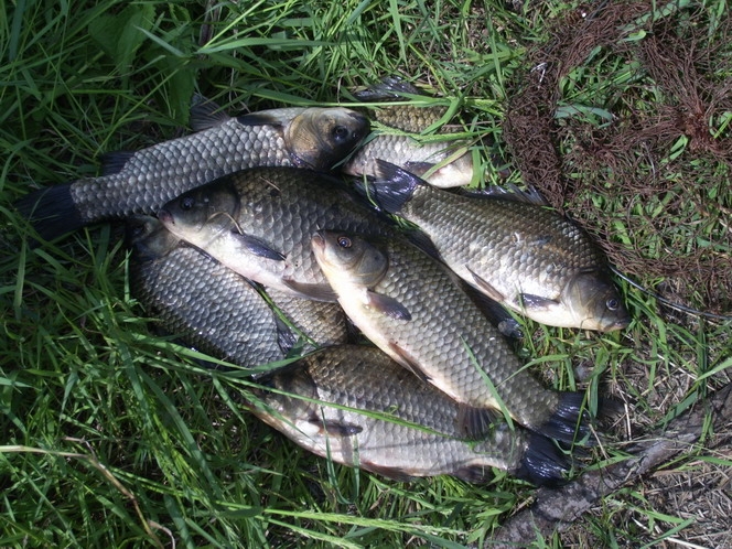 В Очаковском районе рыбаки-браконьеры выловили более 100 кг карася