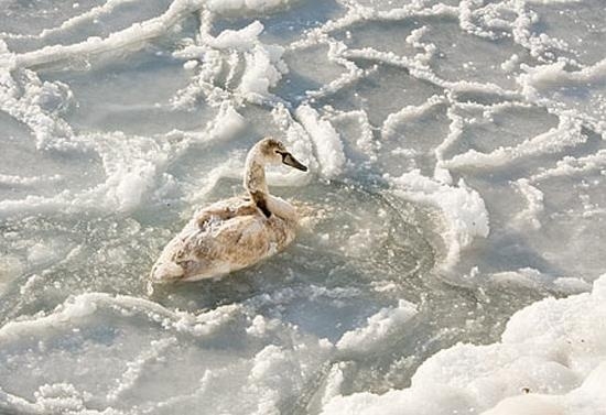 На Николаевщине жители просят спасти замерзающих в реке лебедей