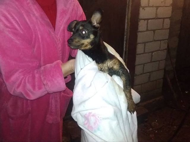 На Николаевщине спасли щенка, который провалился в отверстие уличного туалета
