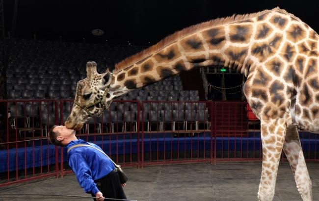 В Украине собираются запретить выступления диких животных в цирках