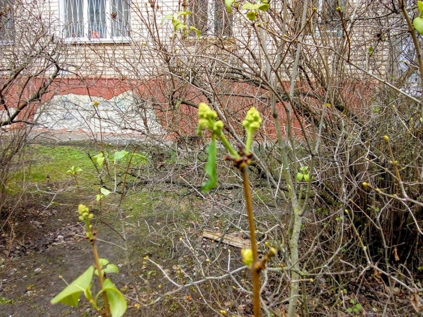 В Новый год в Херсоне «проснулась» сирень. ФОТО