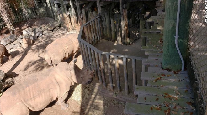В зоопарке Флориды на двухлетнюю девочку напал носорог