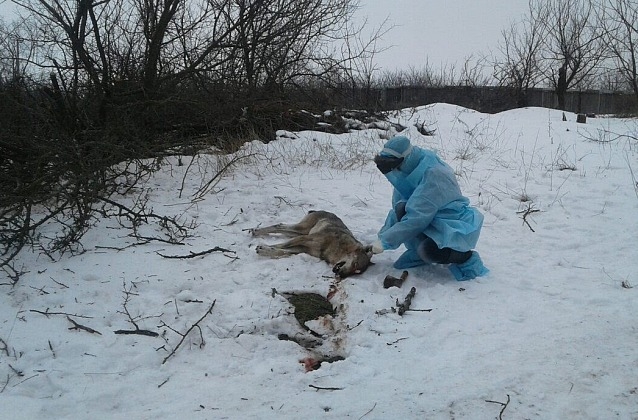 В Запорожской области волк покусал троих людей