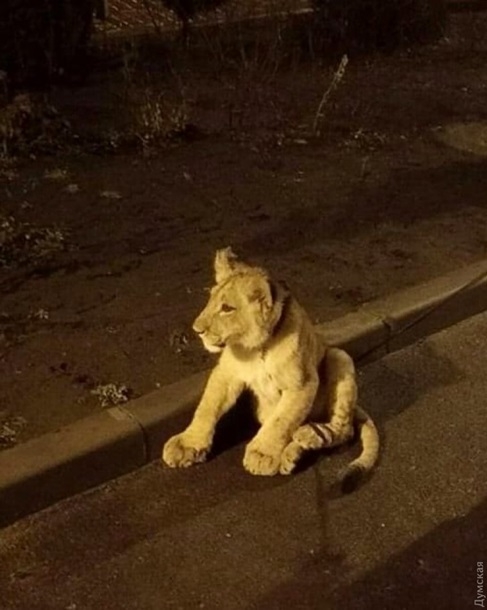 В Одессе на улице нашли львёнка