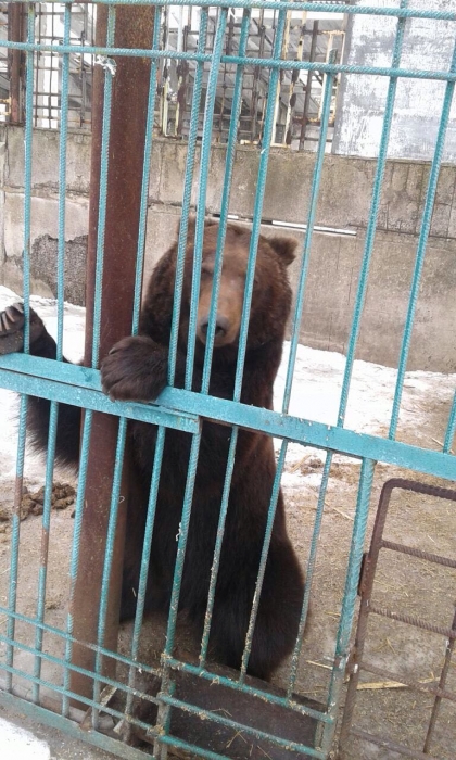 В Покровске экологи забрали из частного зоопарка пять замученных медведей