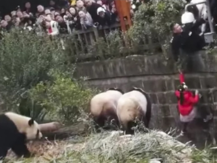 В Китае девочка упала в вольер с опасными пандами. ВИДЕО