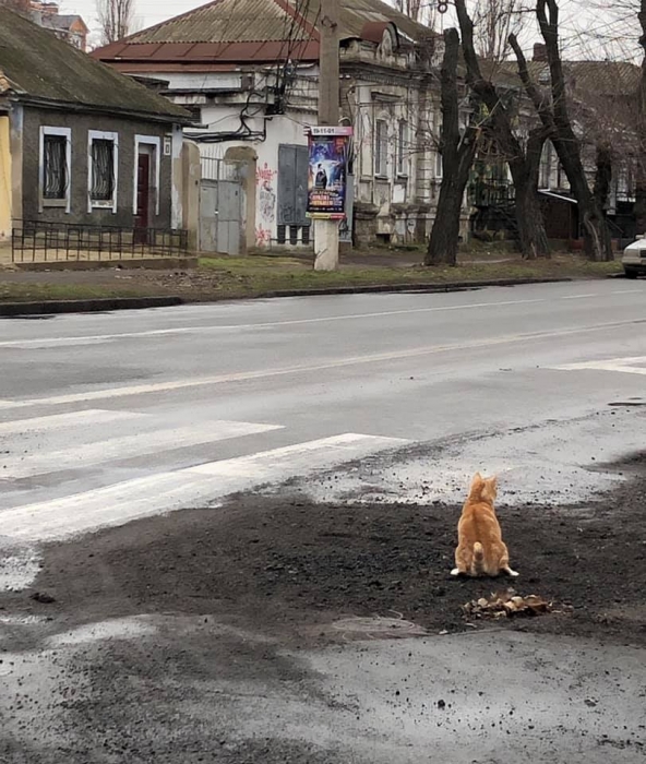 В Николаеве кот «оценил» качество свежеуложенного асфальта. ВИДЕО