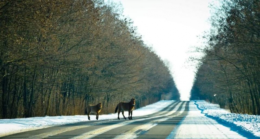 Появились фото лошадей Пржевальского, вышедших на дорогу в зоне отчуждения ЧАЭС
