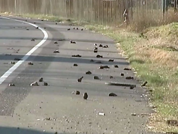 В Запорожской области произошла массовая гибель птиц и животных