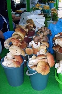 МЧС призывает быть предельно осторожными при сборе и приготовлении дикорастущих грибов