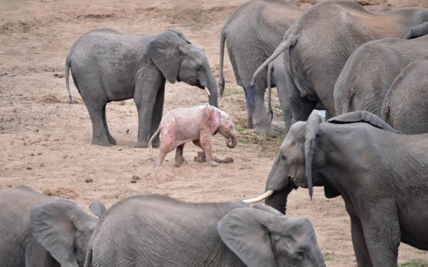 В Африке родился слоненок с розовым цветом кожи. Видео