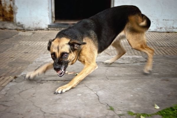 В Николаеве собака покусала пять человек — у животного подозревают бешенство