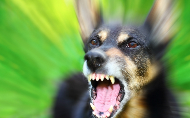 В Николаеве у собаки, покусавшей людей, обнаружили бешенство — минимум 8 пострадавших