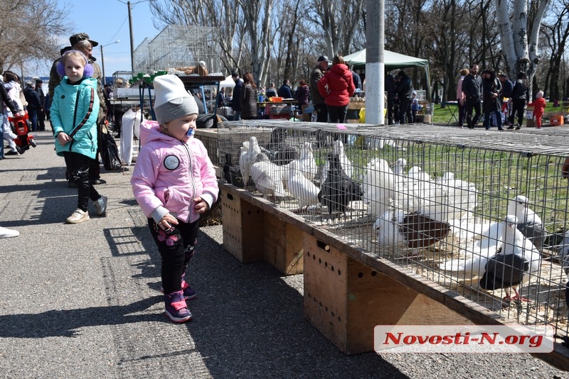 Голуби, попугаи и даже нутрии — как в Николаеве прошла традиционная ярмарка 