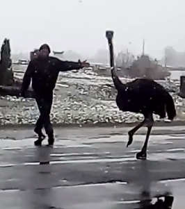 В Хмельницкой области растерянный страус перекрывал движение машин. ВИДЕО