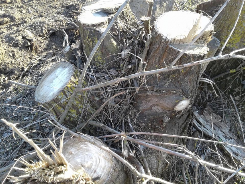 В лесопосадке на Николаевщине неизвестные незаконно вырубают деревья 