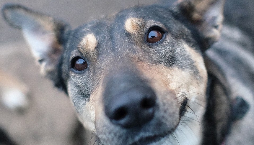«Бешенство в Николаеве»: возле онкобольницы насчитали 80 бездомных собак