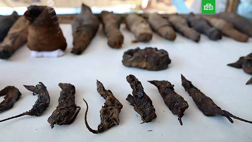 В древнеегипетской гробнице археологи нашли десятки нечеловеческих мумий
