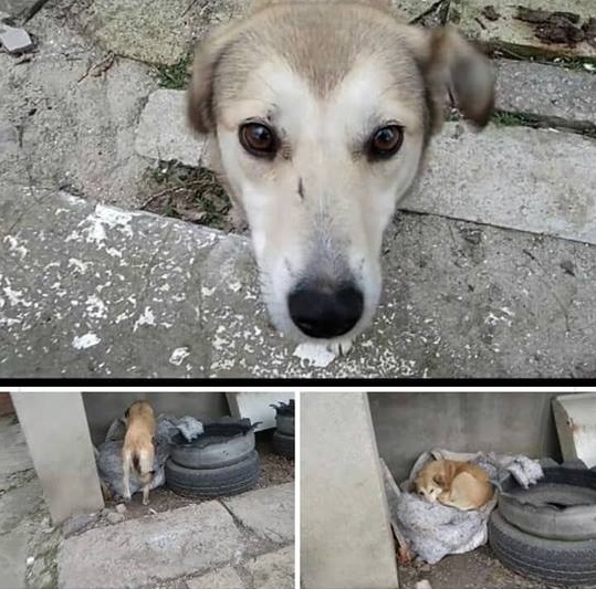 В Николаеве зоозащитники «зверским образом» отлавливают и стерилизуют бездомных собак