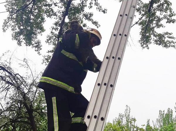 В  Николаеве спасатели помогли серенькому Персику спуститься с дерева