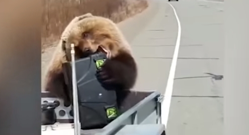 На Камчатке медведь украл у охотников холодильник с едой. ВИДЕО