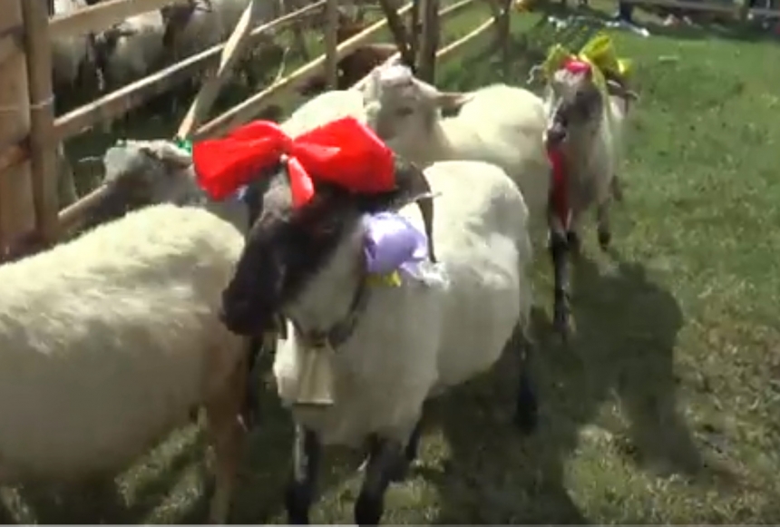 В Закарпатье провели конкурс красоты среди овец. Видео